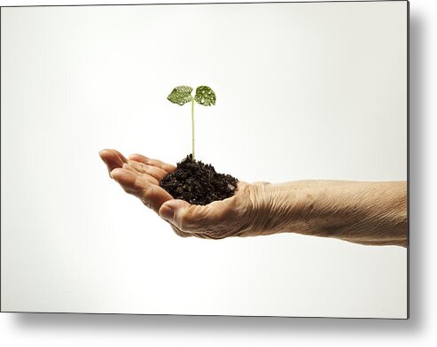 Environmental Conservation Metal Print featuring the photograph Growing Sprout In Hand Of A Senior Woman by Yuji Sakai