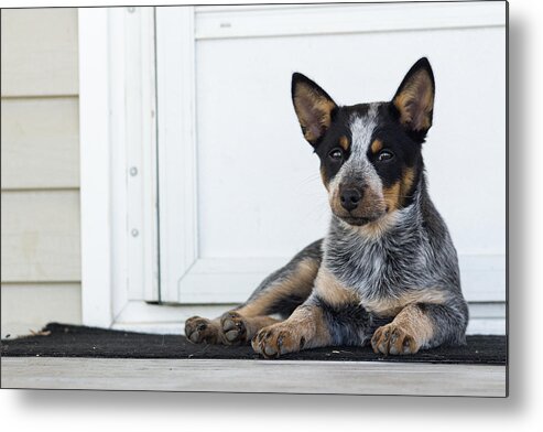 Pet Adoption Metal Print featuring the photograph Guard Dog by Gary Kemp Photography