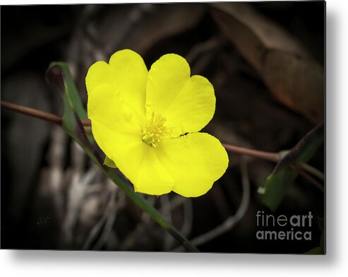 Hibbertia Metal Print featuring the photograph Guinea Flower - Hibbertia Pedunculata by Elaine Teague