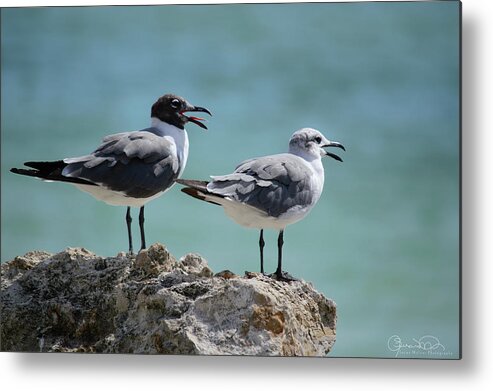 Susan Molnar Metal Print featuring the photograph Gull Talk by Susan Molnar