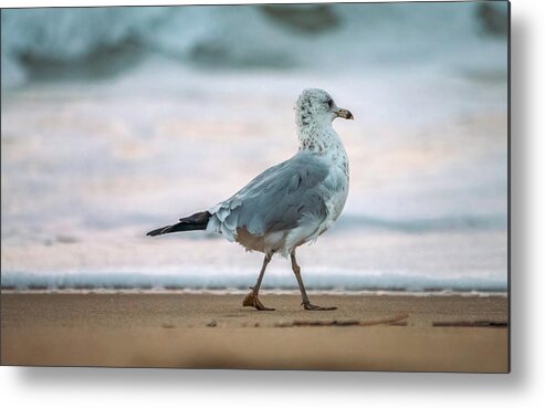 Ring-billed Gull Metal Print featuring the photograph Gull Walking by Rachel Morrison
