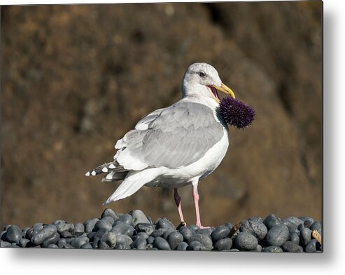 Animals Metal Print featuring the photograph Gull With Purple Sea Urchin by Robert Potts