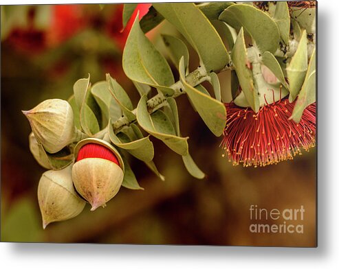 Flora Metal Print featuring the photograph Gum Nuts 3 by Werner Padarin