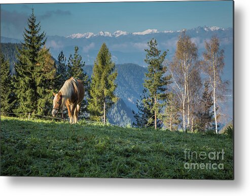 Haflinger Metal Print featuring the photograph Haflinger In The Morning Light by Eva Lechner