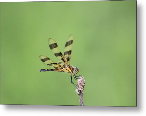 Halloween Pennant Metal Print featuring the photograph Halloween Pennant by Callen Harty