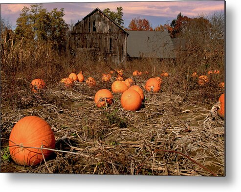 Autumn Foliage Massachusetts Metal Print featuring the photograph Halloween Pumpkin Patch in Hatfield by Jeff Folger