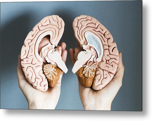 Shadow Metal Print featuring the photograph Hands holding two hemispheres of human brain by Dimitri Otis
