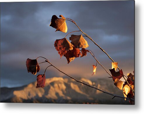 Cottonwood Metal Print featuring the photograph Hanging On by Mary Lee Dereske