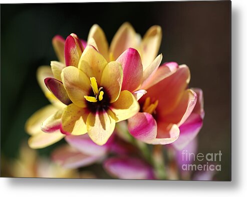 African Corn Lilies Metal Print featuring the photograph Happy and Bright Ixia by Joy Watson