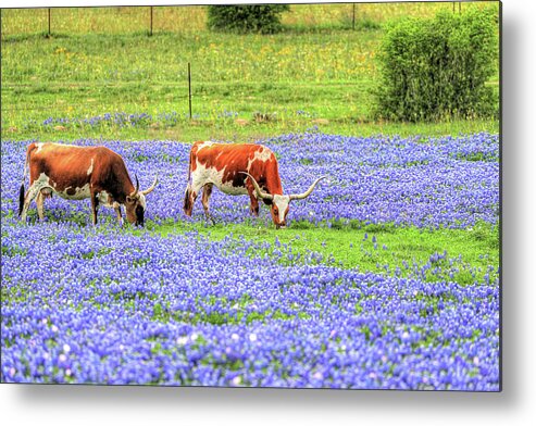 Bluebonnets Metal Print featuring the photograph Happy Longhorns in Brenham by JC Findley