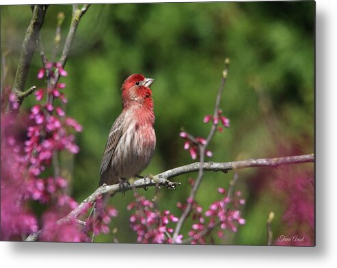 Birds Metal Print featuring the photograph Happy Purple Finch by Trina Ansel