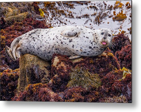 Harbor Seal Metal Print featuring the photograph Happy The Harbor Seal by Derek Dean