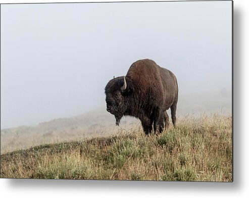 Bison Metal Print featuring the photograph Hard to see by Ronnie And Frances Howard
