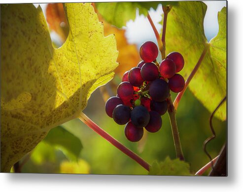 Vineyard Metal Print featuring the photograph Harvest Time On The Vineyard by Owen Weber