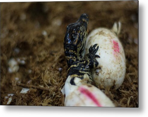 Alligator Metal Print featuring the photograph Hatchling Alligator by Carolyn Hutchins