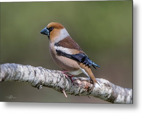 Hawfinch Perching Metal Print featuring the photograph Hawfinch perching on the oak branch by Torbjorn Swenelius