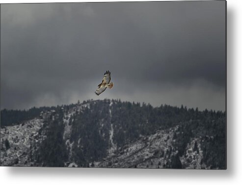 Metal Print featuring the photograph Hawk in flight by Doug Wittrock