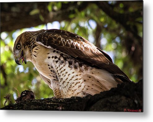Hawk Metal Print featuring the photograph Red-Tail Hawk With Prey by Rene Vasquez