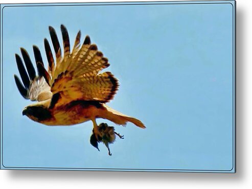 Waywardmuse Metal Print featuring the photograph Hawk's Take-Out by Judy Kennedy