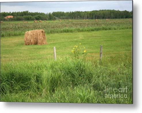 Nature Metal Print featuring the photograph Hay Field by Mary Mikawoz