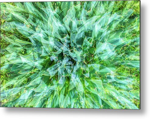Green Metal Print featuring the photograph When a plant tells its story by Dubi Roman