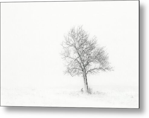 Black And White Tree. Solitary Tree Metal Print featuring the photograph Hear the Wind Blow by Jim Garrison