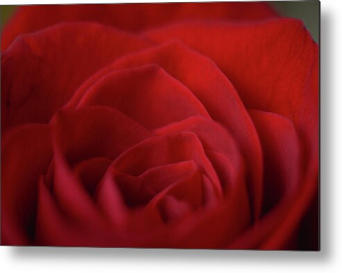 Red Rose Metal Print featuring the photograph Hearted by Michelle Wermuth