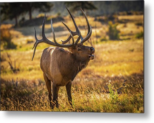 Bull Elk Metal Print featuring the photograph Heavy is the Head that Wears the Crown by Gary Kochel