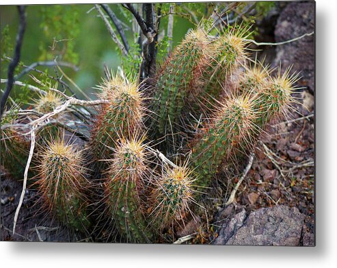 Cactus Metal Print featuring the photograph Hedgehog Cactus by Jason Judd