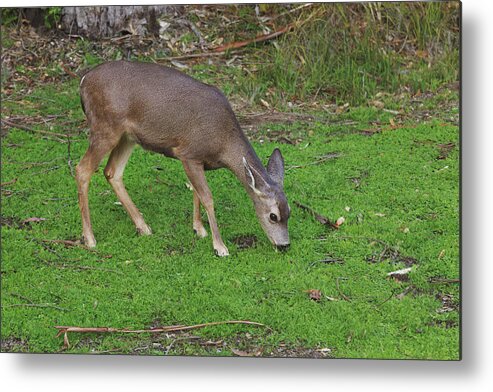 Deer Metal Print featuring the photograph Hello, Beauty by Laurie Search