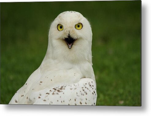 Snowy Owl In Ohio Metal Print featuring the photograph Hello I am here by Carolyn Hall