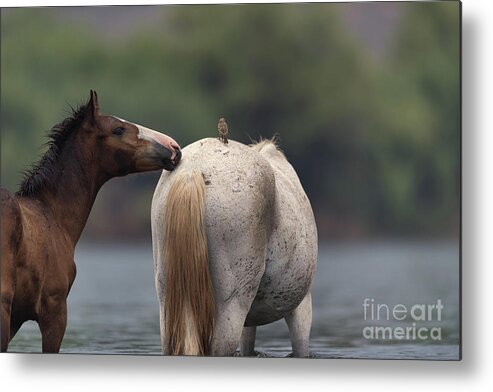 Yearling Metal Print featuring the photograph Hello by Shannon Hastings