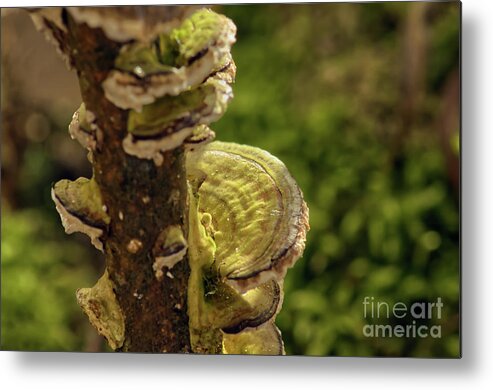 Affinity Photo Metal Print featuring the photograph Hen-of-the-wood by Pics By Tony