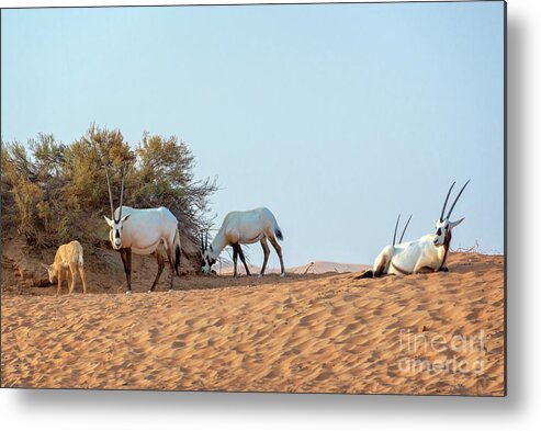 Oryx Metal Print featuring the photograph Herd of Arabian oryx by Delphimages Photo Creations