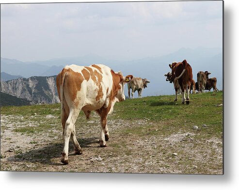 Hochkar Metal Print featuring the photograph Herd of bred cows of the Pinzgauer cattle breed cheerfully walks on the top of the Hochkar mountain in the Austrian Alps in the huge ski resort. Raw nature with native animals. View on butt by Vaclav Sonnek