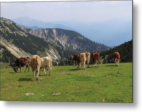 Hochkar Metal Print featuring the photograph Herd of Pinzgauer cattle grazes on the Hochkar mountain with an incredible and soothing view of the rest of the Austrian Alps. Organic product, the freshest and highest quality milk. by Vaclav Sonnek