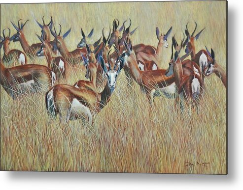 Springbok Metal Print featuring the painting Herd of Springbok by John Neeve