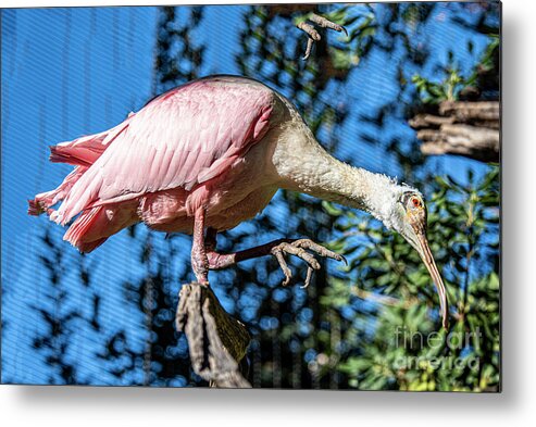 Spoonbill Metal Print featuring the photograph Here's Look'n At Yah by Daniel Hebard