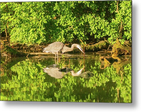 Bird Metal Print featuring the photograph Heron at Play in Prospect Park by Auden Johnson