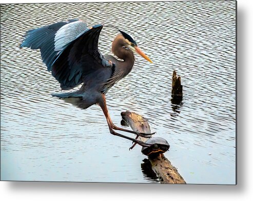 Lakes And Rivers Metal Print featuring the photograph Heron Sticks the Landing by Larey McDaniel