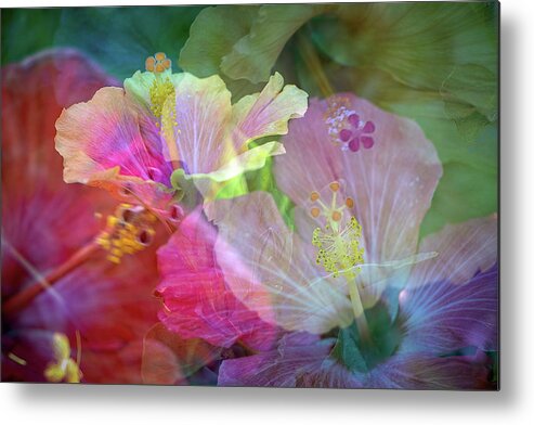 Flowers Metal Print featuring the photograph Hibiscus by M Kathleen Warren