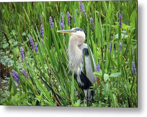 Ardea Herodias Metal Print featuring the photograph Hiding in the Pickerelweed by Robert Carter
