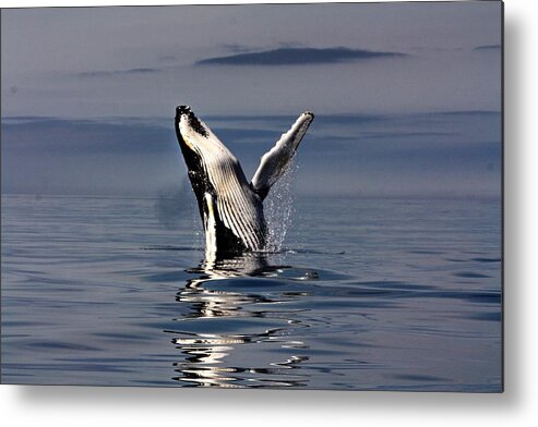  Whale Wave. Metal Print featuring the photograph High Five by David Matthews
