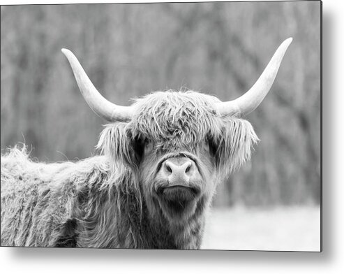 Cow Metal Print featuring the photograph Highland Coo by Holly Ross
