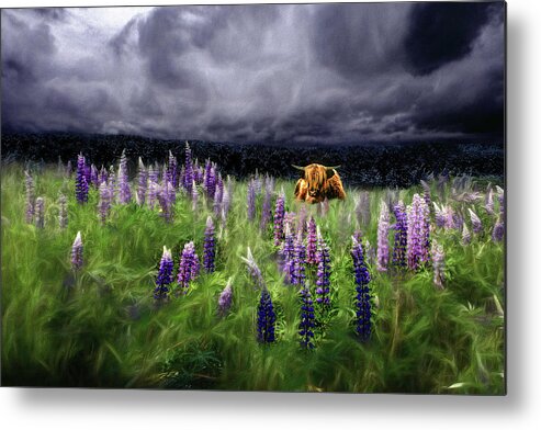 Highlander Metal Print featuring the photograph HighlandStorm #4 Glow in the Lupine by Wayne King