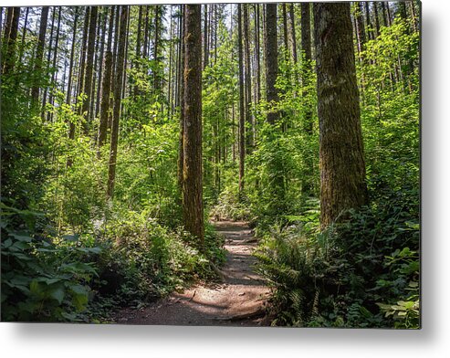 Washington Metal Print featuring the photograph Hiking in the forest by Alberto Zanoni