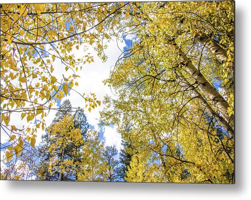 Breck Metal Print featuring the photograph Hint of Blue, Breck by Robin Valentine