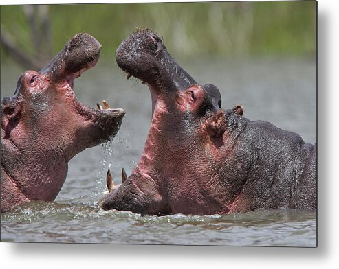 Adult Metal Print featuring the photograph Hippopotamus amphibius, an adult with a juvenile by Tony Mills