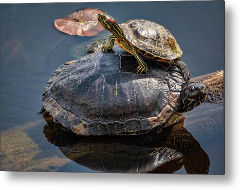 Lakes And Rivers Metal Print featuring the photograph Hitch Hiker by Larey McDaniel
