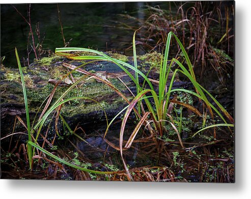 Wet Land Metal Print featuring the photograph Hoh 325 by Mike Penney